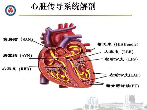 左前分支阻滞,左前分支传导阻滞