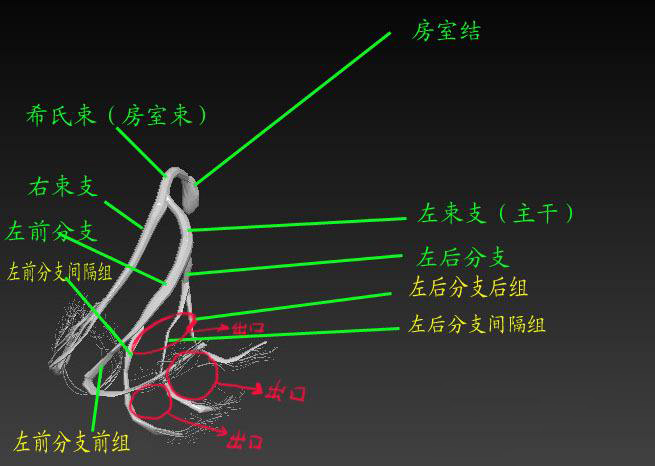 左前分支阻滞,左前分支传导阻滞